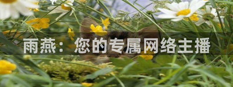 nba直播_足球直播_免费在线直播_88看球官网：雨燕：您的专属网络主播