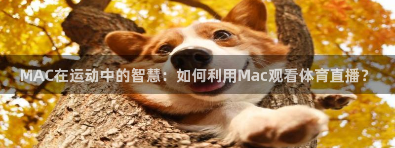 88看球nba线上直播：MAC在运动中的智慧：如何利用Mac观看体育直播？